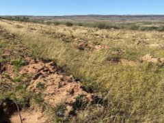 Honda在华企业联合植树造林工程